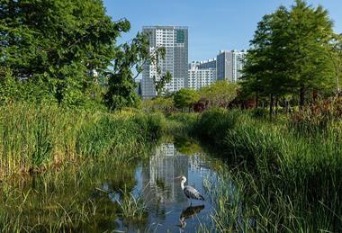 Ardea_cinerea_-_Grey_heron_-_in_a_pond_of_Busan_Citizens_Park_with_blue_sky_in_Busan_city_South_Korea