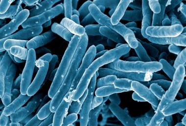 Mycobacterium_tuberculosis_Bacteria_(16843981465)