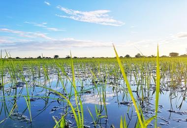 Rice_at_plantation_at_Itigi_Tanzania