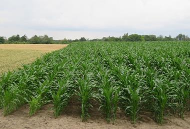 Maisfeld_-_Zea_mays_1