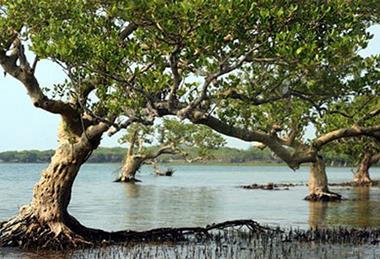Dongzhai_Harbour_Mangrove_Forest