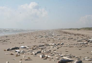 Marine_Harmful_Algal_Bloom_-_Fish_Kill_(57f8b239-2f03-4f88-8478-bb6276a3ab2b)