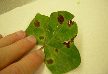 Xanthomonas leaf spot