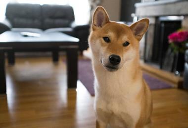 Picography-curious-dog-animal-pet-house-home-sm-1