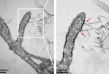 Low-Res_Figure 5e_page-0001