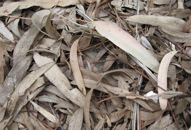 Ds100_~Leaf_Litter_In_Monochrome_(4384927207)