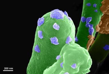 Low-Res_2 S pasteurii_Aloke lab