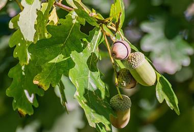 Quercus_robur_in_Aveyron_11