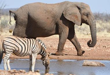 Low-Res_Etosha elephant and zebra FULL