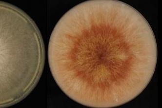 Low-Res_images_large_pdis-01-25-0126-ref5