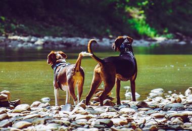 pexels-chris-f-38966-1144410