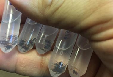 Low-Res_tick-vials-from-dragging-CreditPesapane