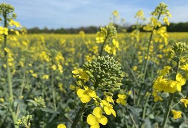 Low-Res_260203_Flowering Rapeseed_Probiotics for Plants_Yu