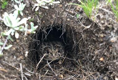Roosevelt_yotoad_in+burrow_60575cb2-2e2b-47d0-8a82-00b3412e31ea-prv