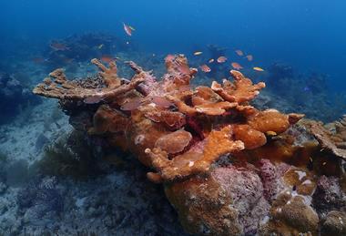 Elkhorn_coral,_the_Florida_Keys_-_52930726658