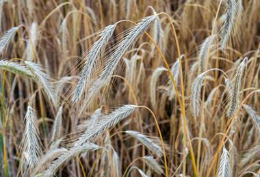 pexels-strannik-sk-33086267