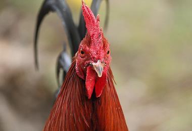 Gallus_gallus_domesticus_475938256