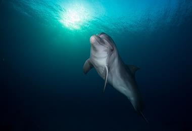 Eilat_Dolphin_Reef_(3)