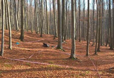 Low-Res_Maier forest