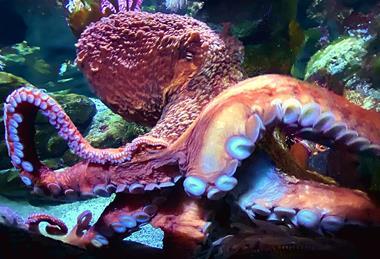 Octopus_in_the_New_England_Aquarium