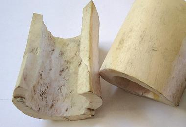 Cattle_bone_(7292654216)
