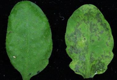 Low-Res_Eurekalert_figure