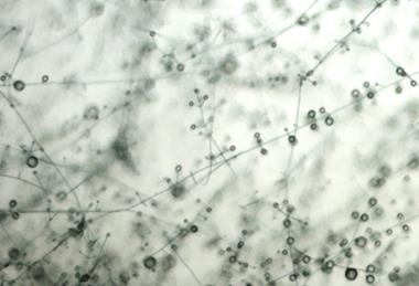 Verticillium_lecanii_(28)