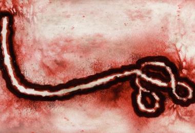 B virus