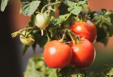 pexels-jason-deines-2993297-6314416