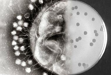 Bacteriophages_at_work