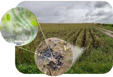 Low-Res_Barthel image 2