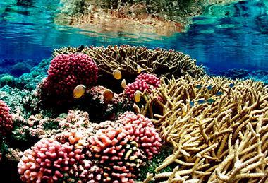 Coral_reef_09