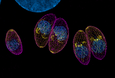 Toxoplasma_parasites_(tachyzoites)_in_a_fibroblast_host_cell