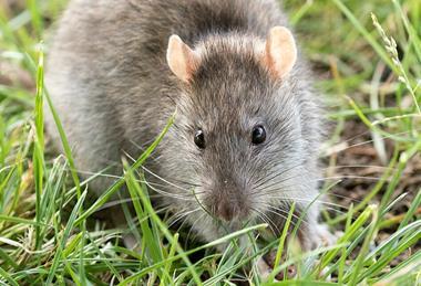 Rattus_norvegicus_-_Brown_rat_03