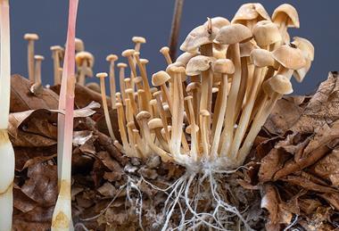 Epipogium_aphyllum_interacting_with_Gymnopus_confluens_mycelium_–_habitat_diorama_detail_by_Sebastian_Brandt_(Reco-Brandt)