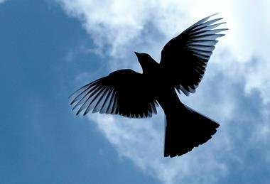 Bird_silhouette_flying_in_the_sky