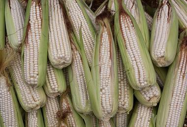 Corn_-_Zea_mays