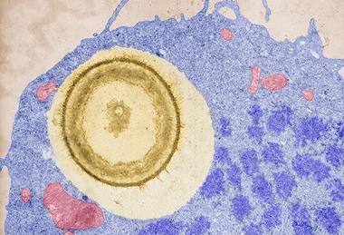 Macrophages_undergo_mitosis_after_ingesting_a_fungal_cell