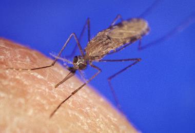 AnophelesGambiaemosquito