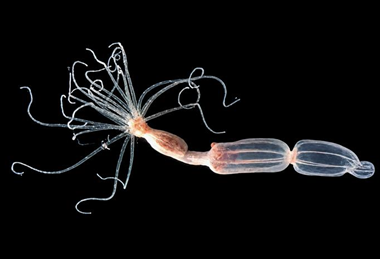 Low-Res_Nematostella vectensis sea anemones in the lab (Credit- Taliya Finkel-Moran)
