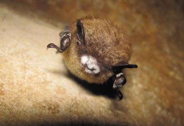 Bat_with_White-nose_Syndrome_(6847107816)