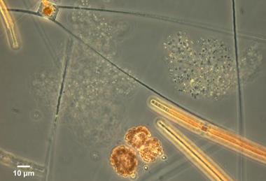 Low-Res_Picocyanobacteria_MEL