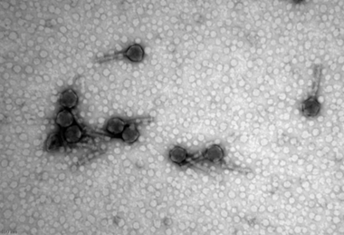 Tailed phages