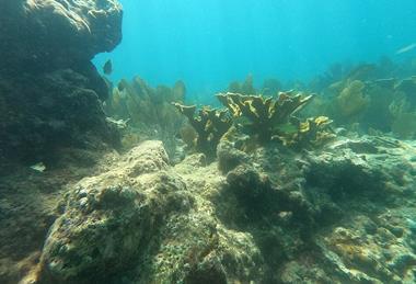 Acropora_palmata_02_Pickles_Reef_20230713