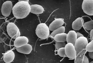 Chlamydomonas6-1