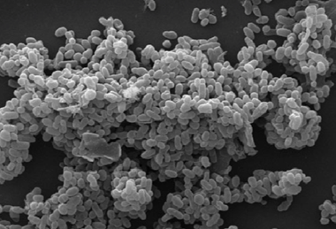 Scanning_electronic_micrograph_of_Akkermansia_muciniphila