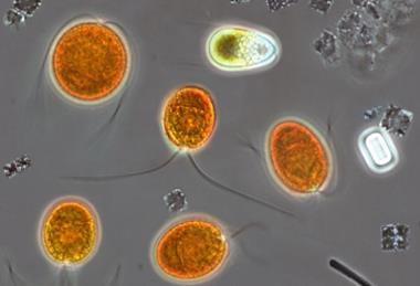 Microorganisms_from_the_hypersaline_Lake_Tyrrell