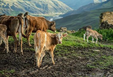 Cattle_going_through_the_villlage_in_the_evening_2