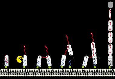 Mfa1 assembly from Shibata et al., Comms Biol, 2026. CC-BY-NC-ND