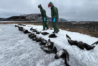 Low-Res_01 Evaluating skua carcasses at Beak Island (Ben Wallis)
